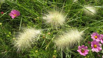 Prairie Nature Summer