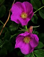 flower plant garden nature