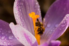 Flower Bee Krokus