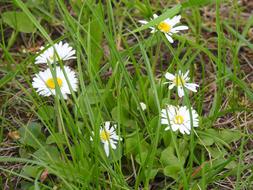 Nature Flower Plant