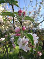 Flower Tree Plant
