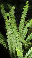 green leaves on plant species