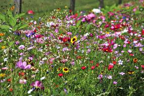 Wild Flowers Meadow Plant