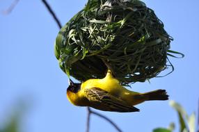 Nature Bird Food