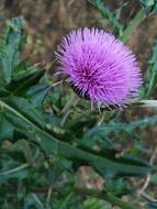 Nature Plant Flower