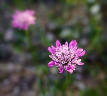 Flower Nature Petals