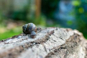 Snail Gastropod Nature