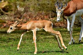 Gazelles Young Animal Wild Animals
