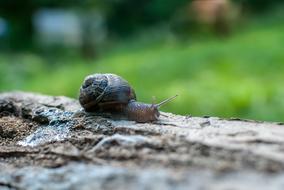 Snail Gastropod Nature