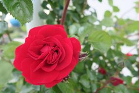 red flower on a branch view
