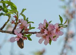 Flower Branch Nature