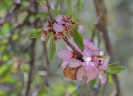 Flower Nature Branch