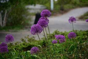 Nature Flower Plant