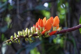 Colombia Tropics Plant