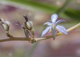 Nature Flower Flora