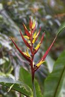 Colombia Tropics Plant Flower