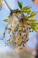 Nature Wood Plant