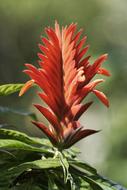 Colombia Tropics Plant