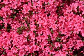 Azalea Rhododendron Spring
