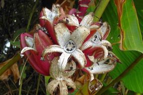 lilies are red and beautiful