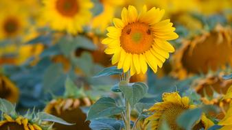 yellow flowers field a lot