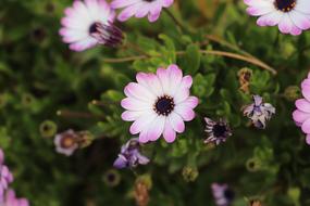 Flower Plant Nature