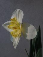 Narcissus Daffodil Flower