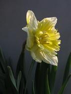 Narcissus Daffodil Flower