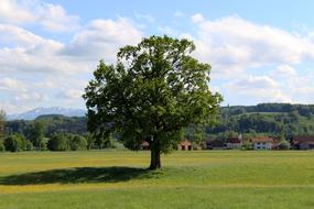 Tree Landscape Nature