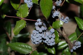 Fruit Berry Nature