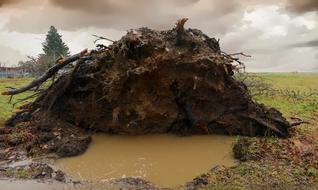 tree swamp earth roots