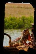 Lizard Animal World Nature