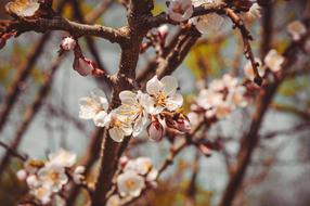 Flower Tree Spring Flowering