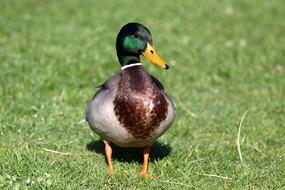 Duck Poultry Water Bird