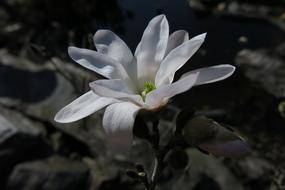 Star Magnolia Nature