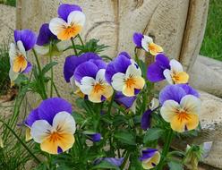 400–500 Violet Viola Ornamental