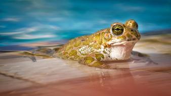 Waters Nature Frog