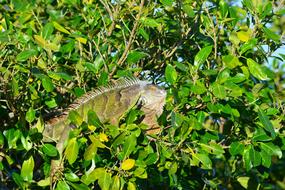 Iguana Nature Leaf