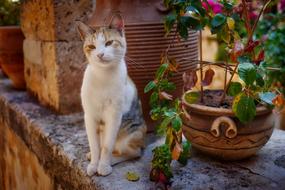 Nature Cat Cute