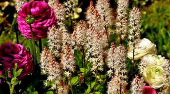 Flowers Spring Summer