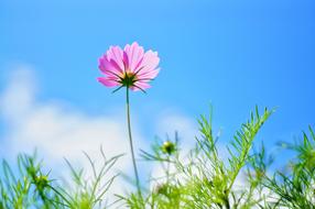 Nature Summer Plants