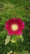 Nature Flower Flora