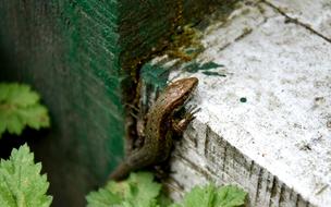 Nature Animals At The Court Of