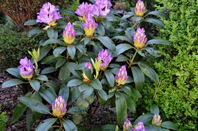 Nature Garden Sheet