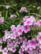 Texas Native Phlox Flower Blossom