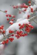 Winter Branch Tree