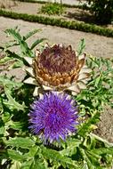 Thistle Flower Flora