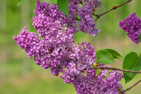 Lilac Flower Bloom