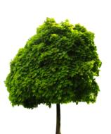 Nature Tree Chestnut