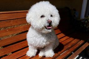 White dog on the bench